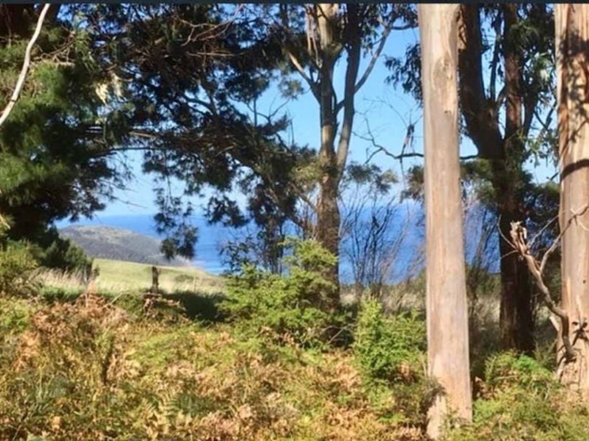 340 Sunnyside Road, Wongarra - Thumbnail 3