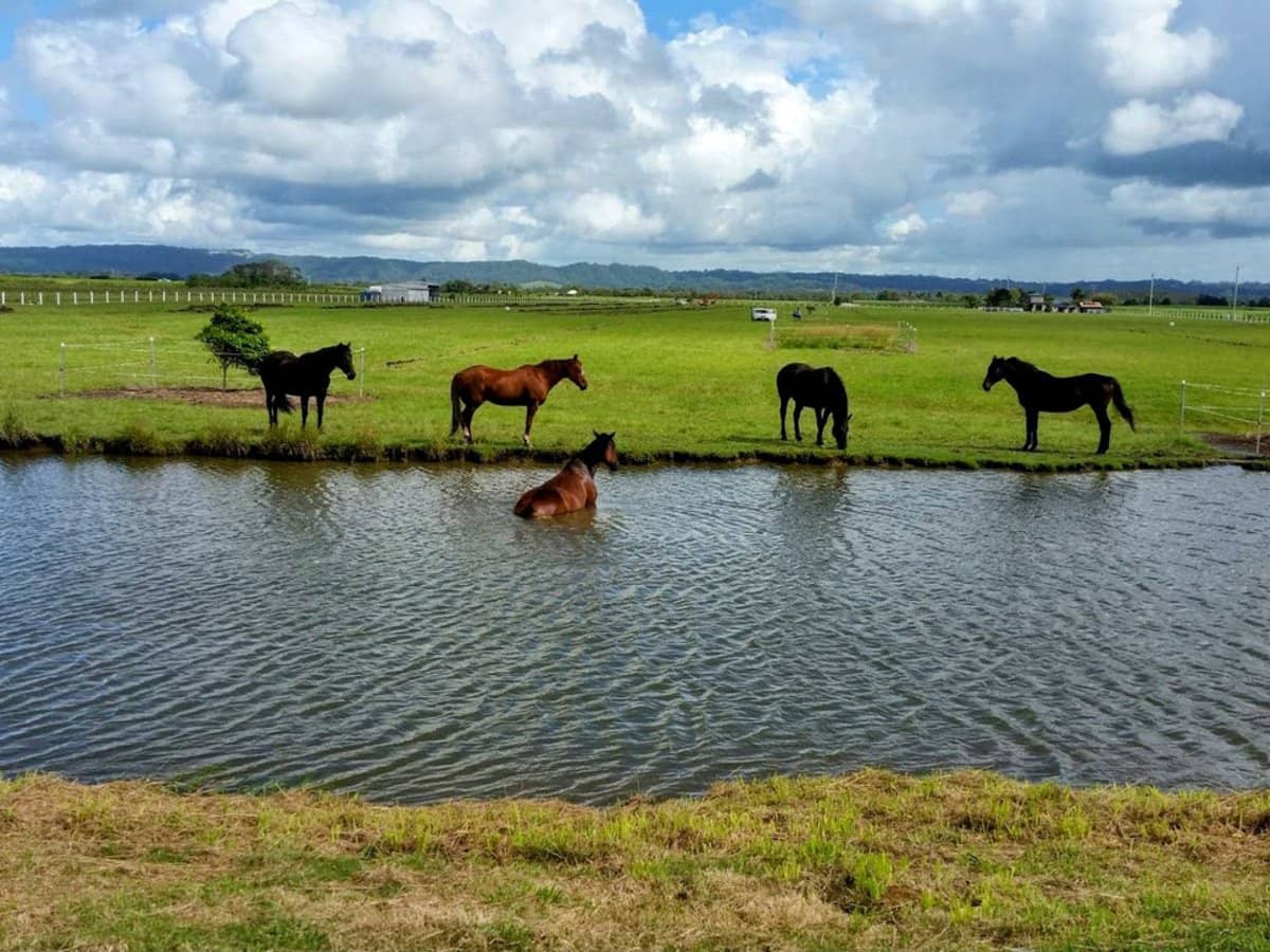 154 Danns Lane, Keith Hall - Thumbnail 22