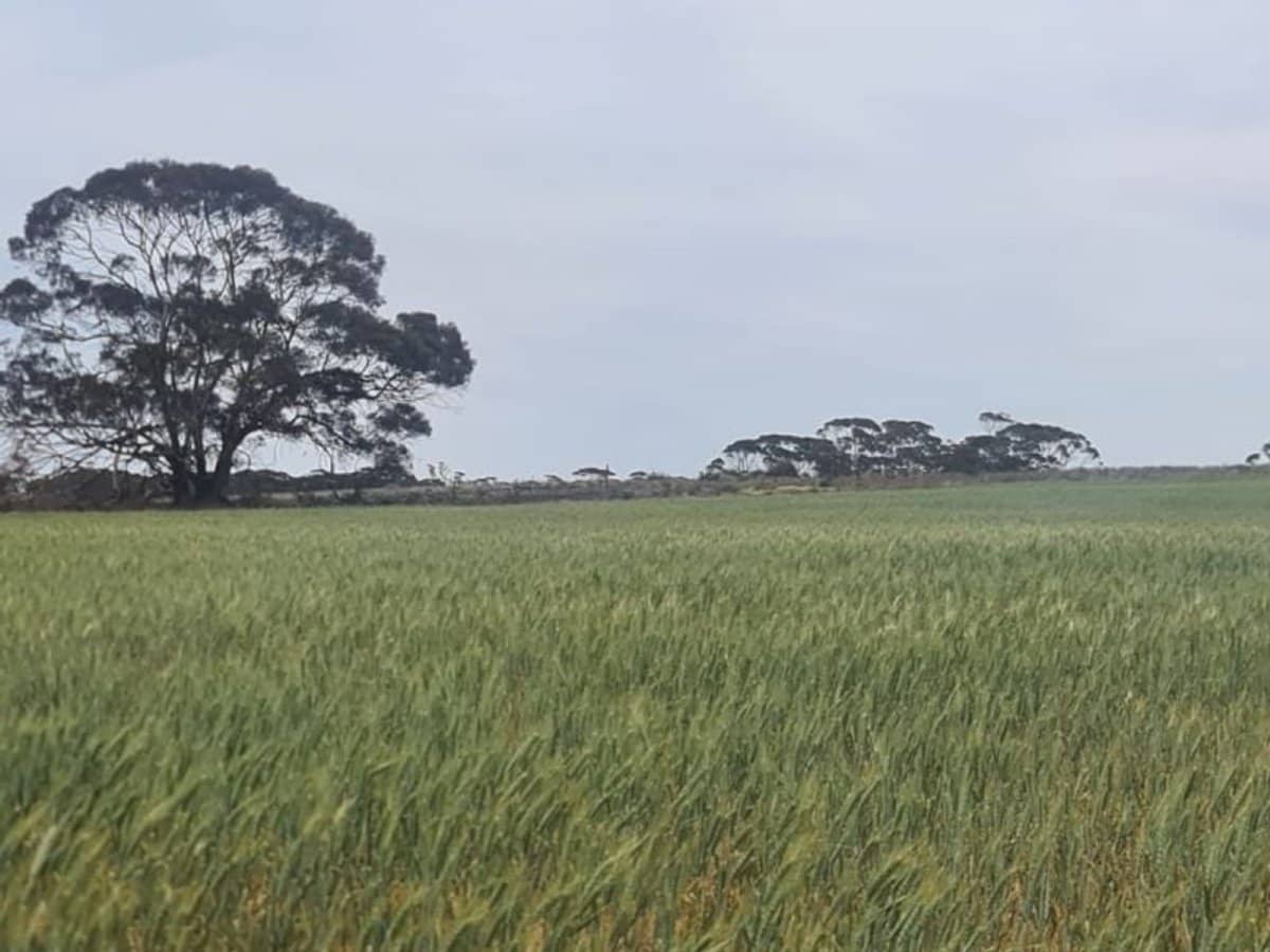 52 Farr Road, Wunkar - Thumbnail 3