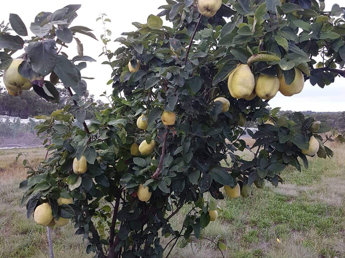 269 Jimmy Mann Road, Broadwater - Thumbnail 23