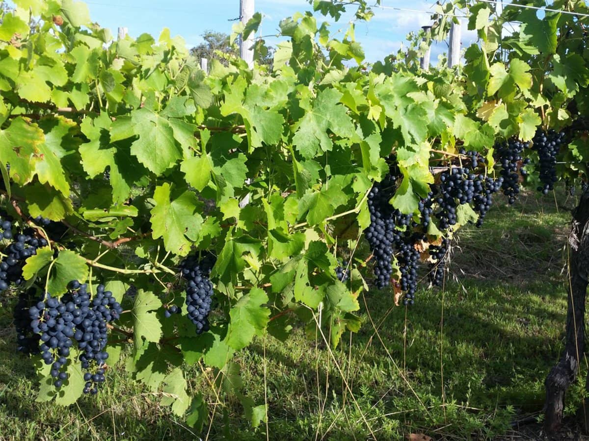 269 Jimmy Mann Road, Broadwater - Thumbnail 25