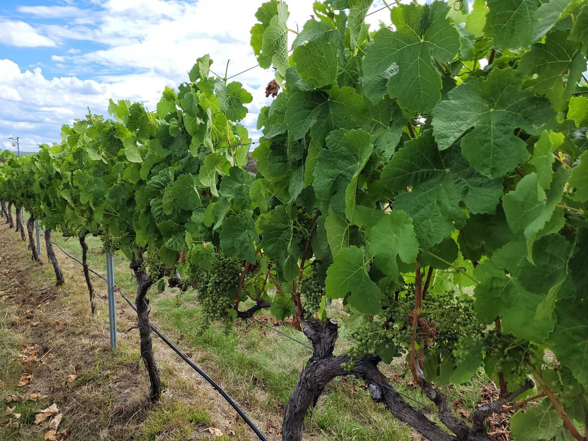 269 Jimmy Mann Road, Broadwater - Thumbnail 26