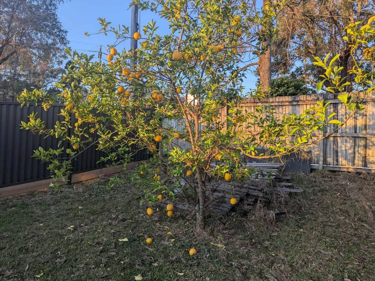 562 Nerang Road, Ashmore - Thumbnail 8