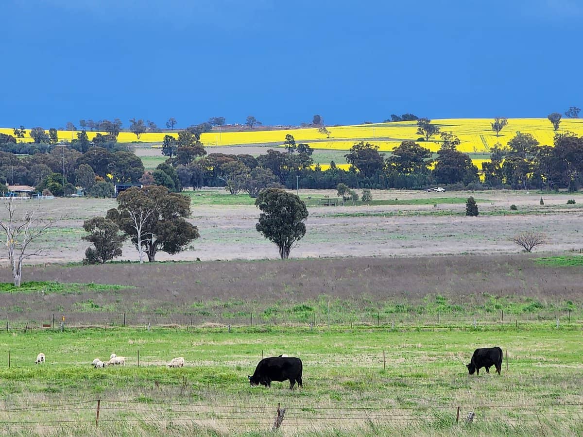 91 Aitken Lane, Parkes - Thumbnail 4