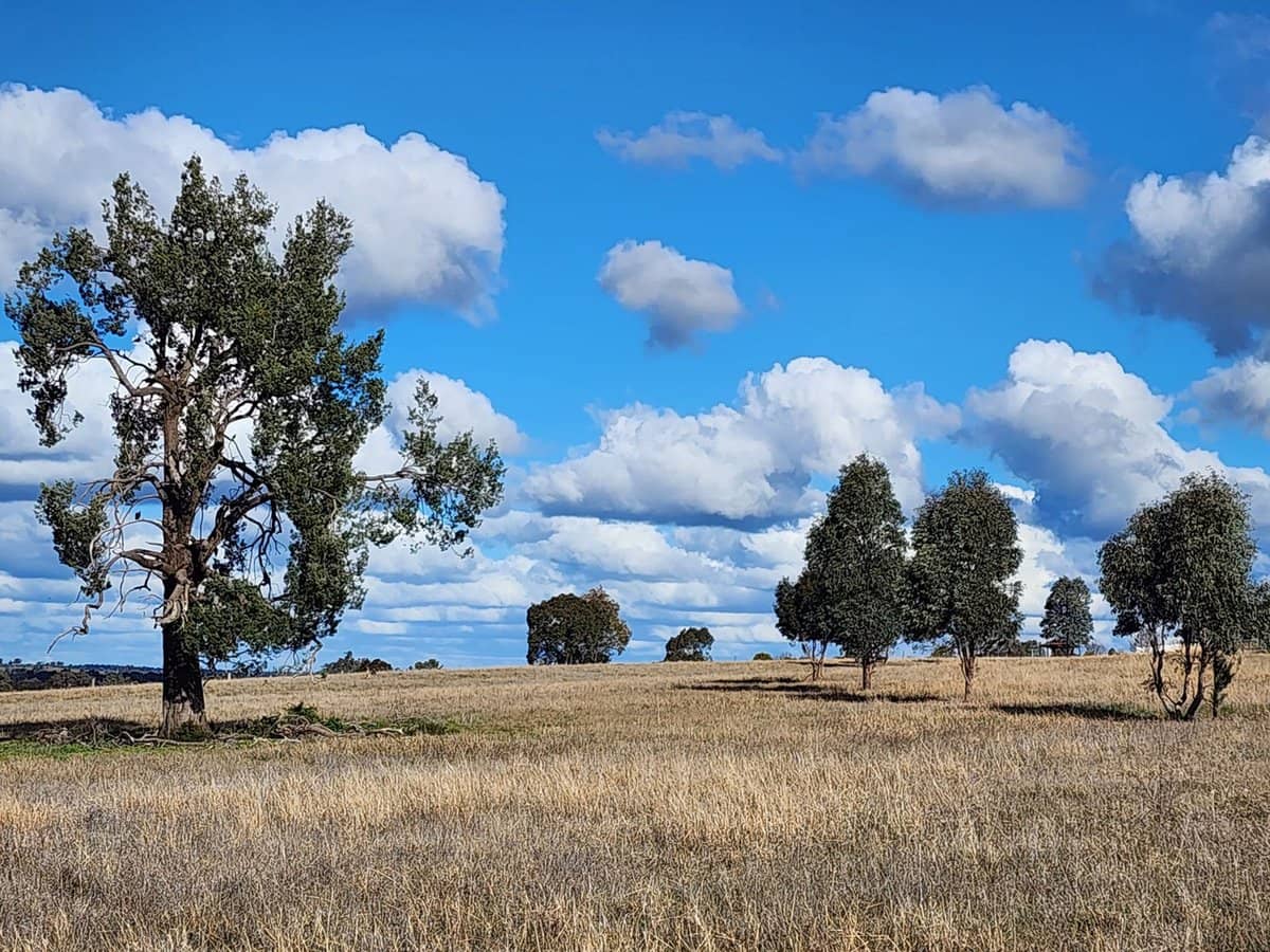 91 Aitken Lane, Parkes - Thumbnail 7