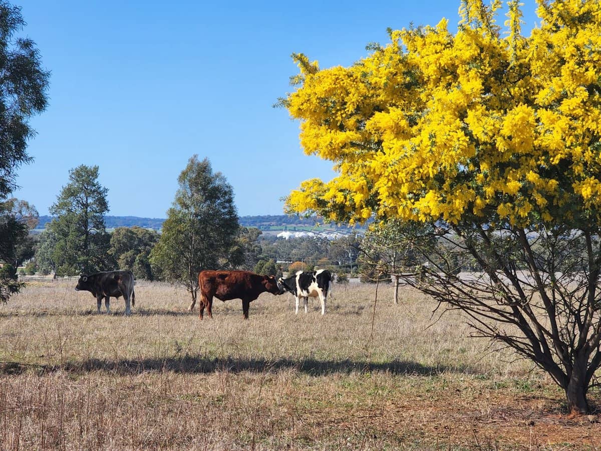 91 Aitken Lane, Parkes - Thumbnail 8