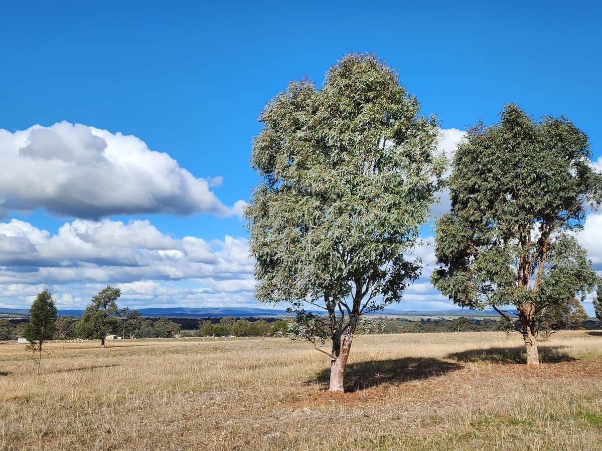 91 Aitken Lane, Parkes - Thumbnail 11