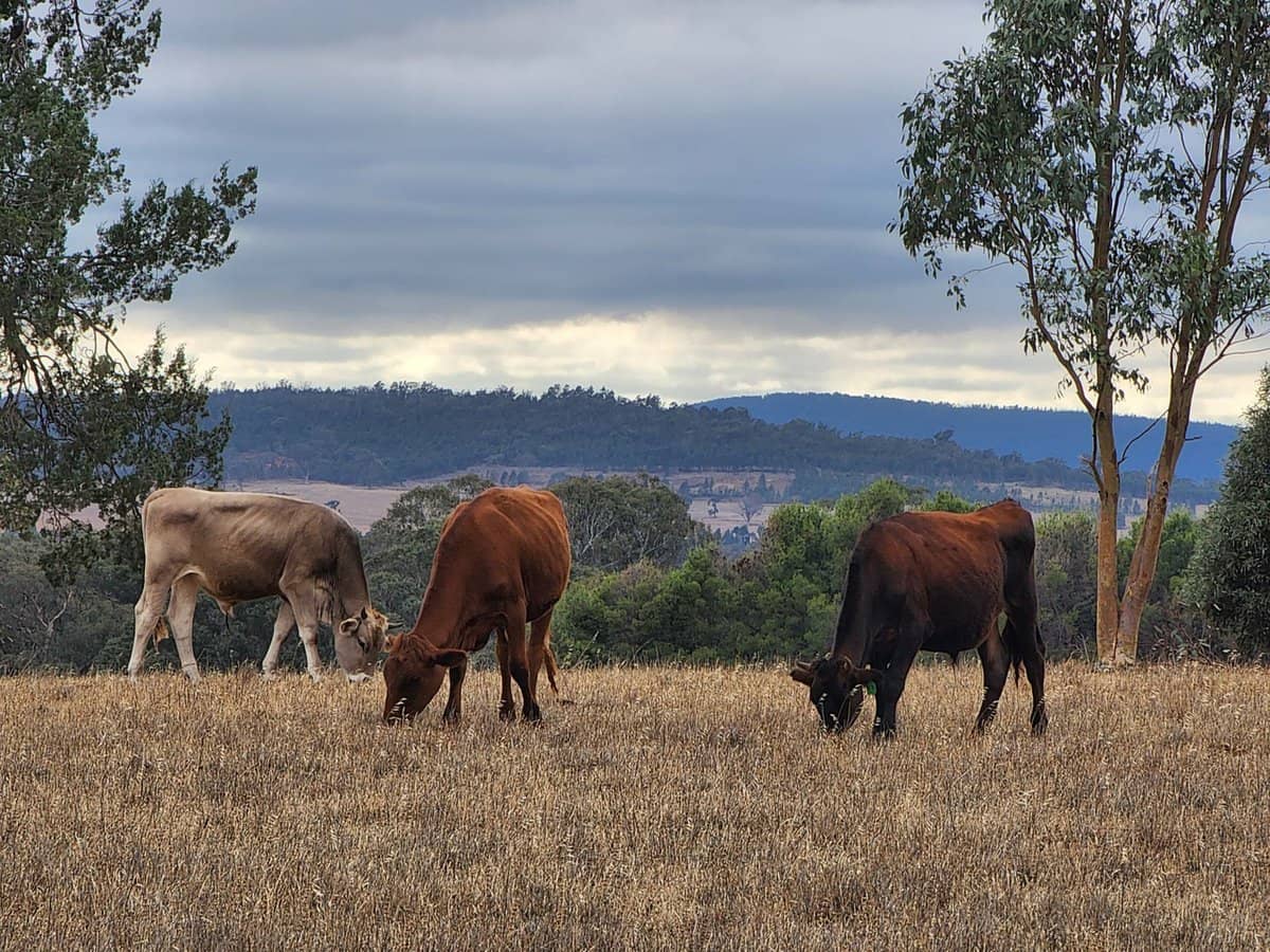 91 Aitken Lane, Parkes - Thumbnail 18