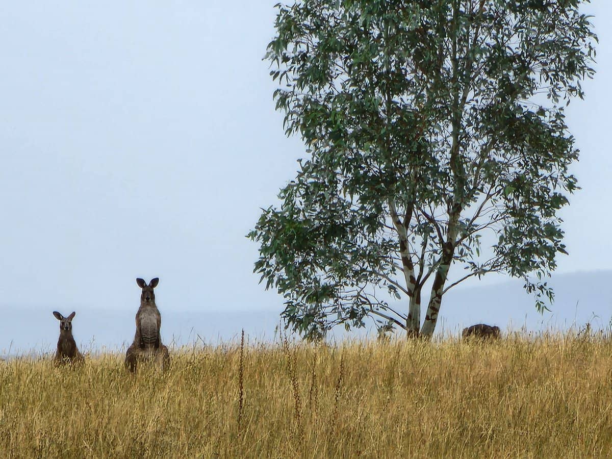 91 Aitken Lane, Parkes - Thumbnail 21