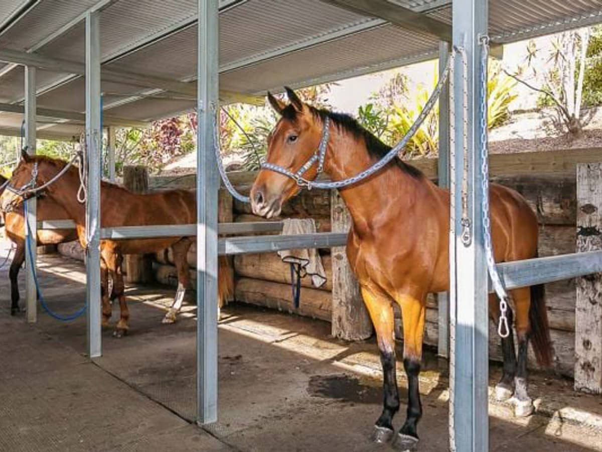 611 Biddaddaba Creek Road, Biddaddaba - Thumbnail 19