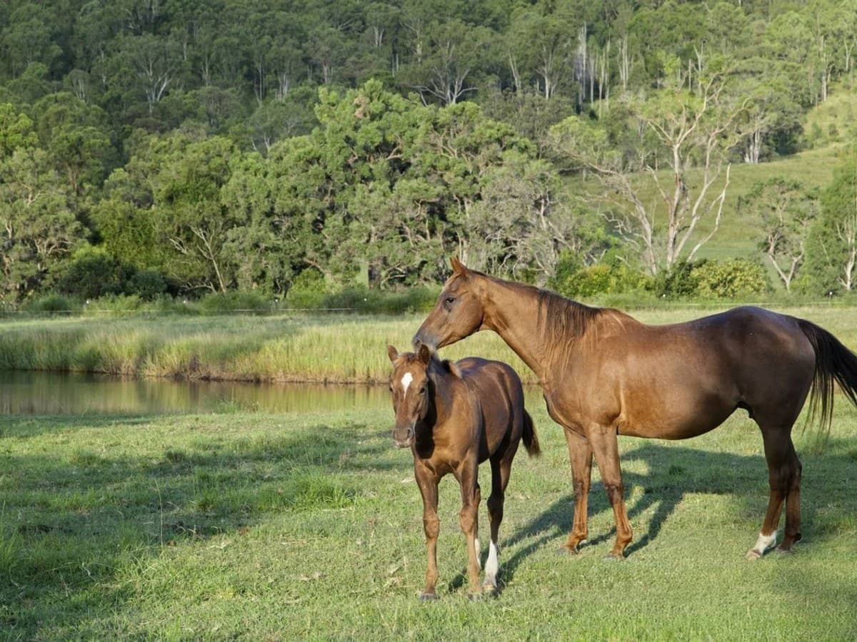 611 Biddaddaba Creek Road, Biddaddaba - Thumbnail 25