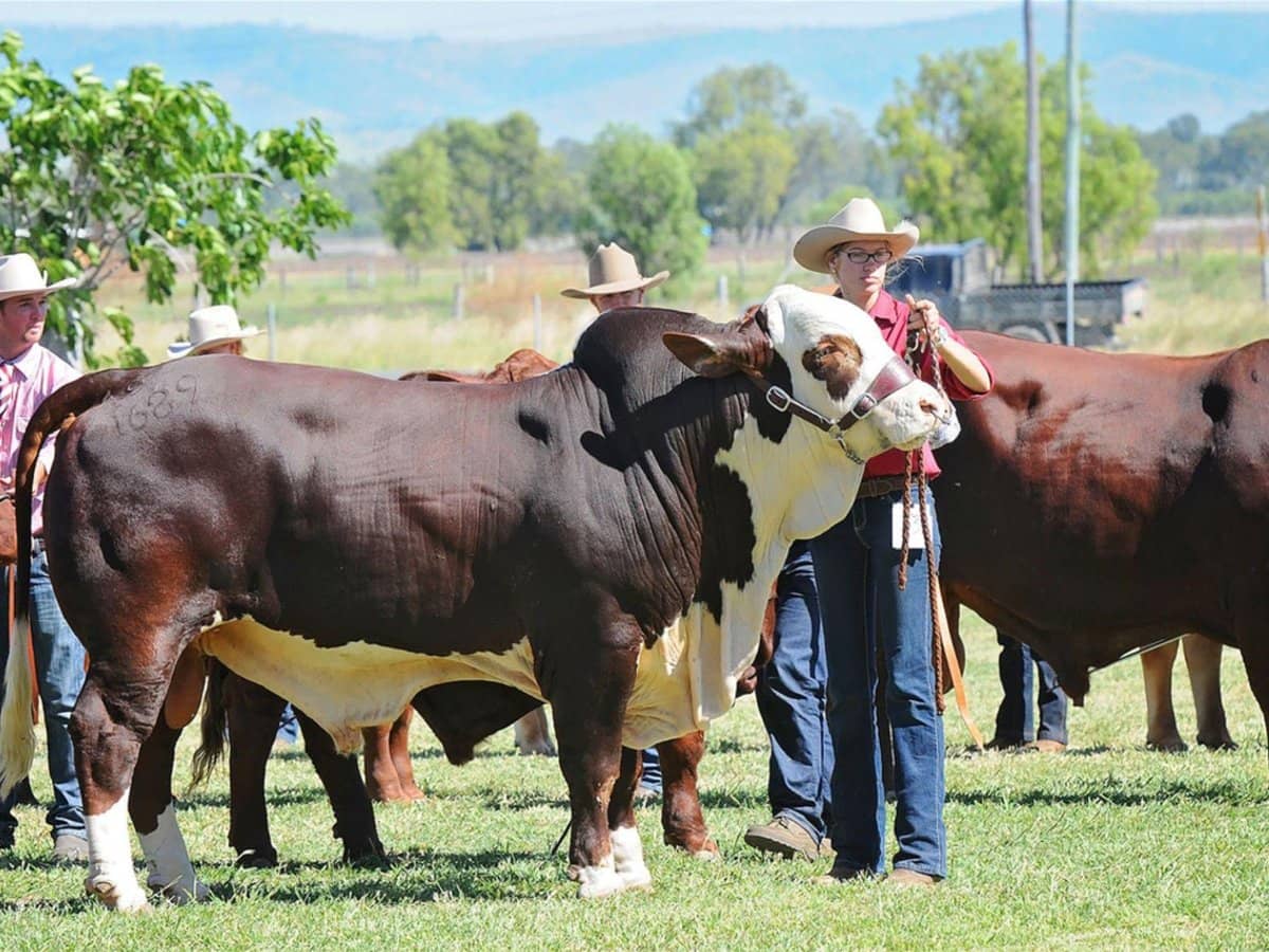 68 Lawrence Street, BILOELA - Thumbnail 14