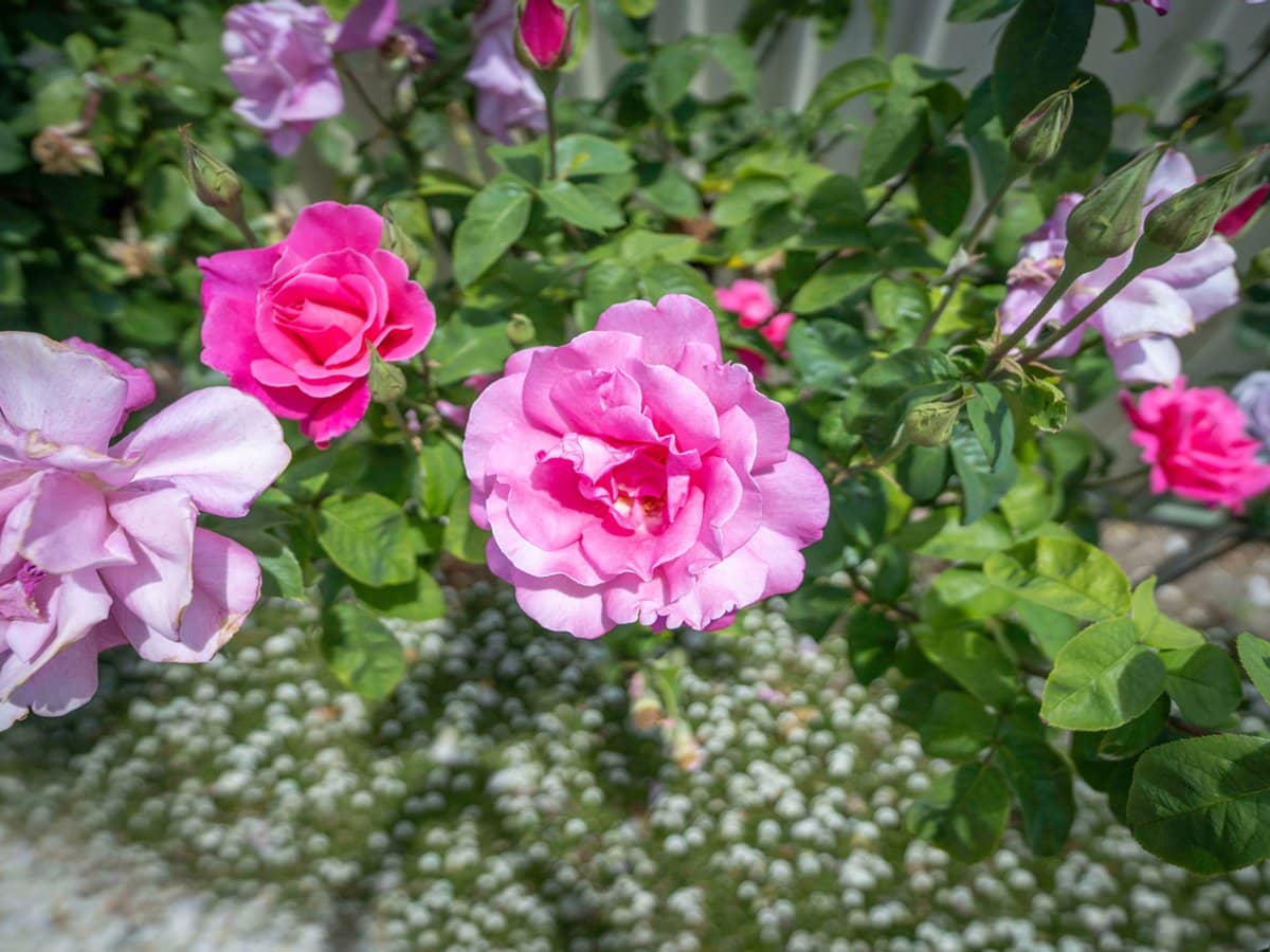 5 Regia Court, PORTLAND - Thumbnail 21