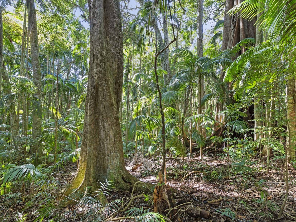 28a Geissmann Street, TAMBORINE MOUNTAIN - Thumbnail 2