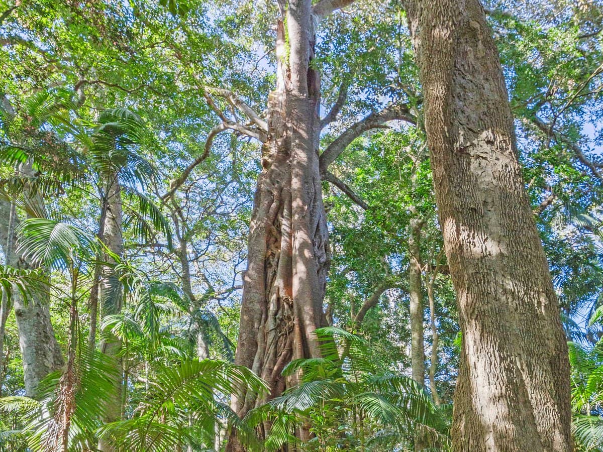 28a Geissmann Street, TAMBORINE MOUNTAIN - Thumbnail 15