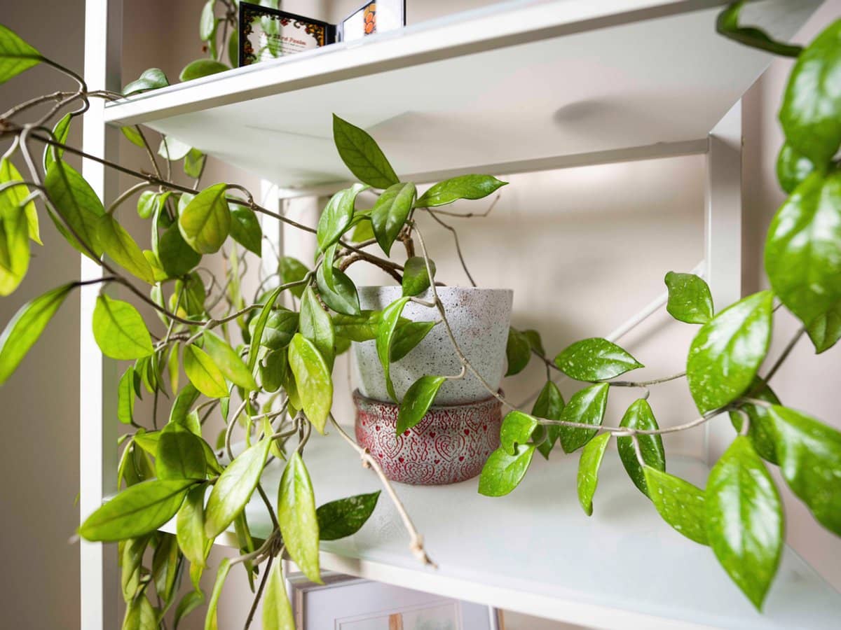 6 Neptune Avenue South, PORTLAND NORTH - Thumbnail 8