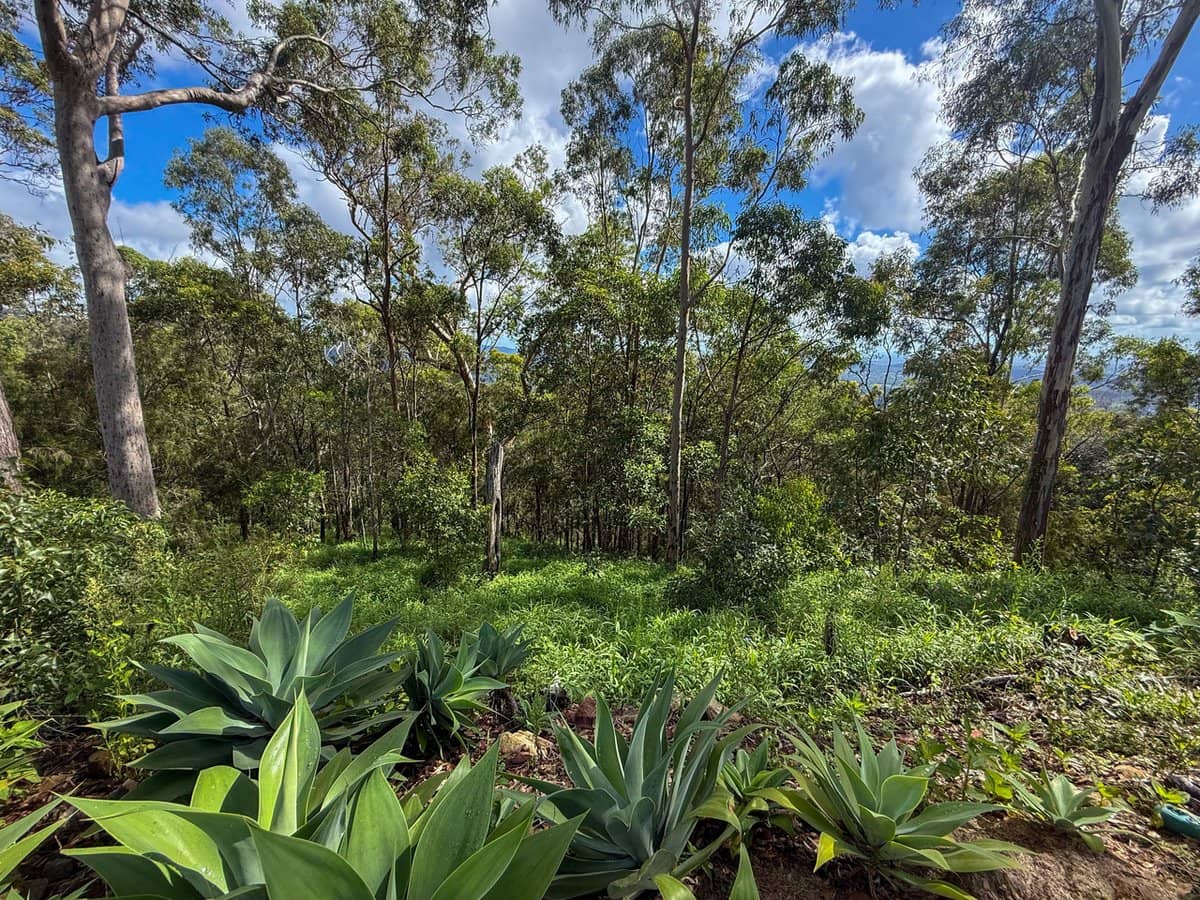 21 Wildflower Court, CLAGIRABA - Thumbnail 8