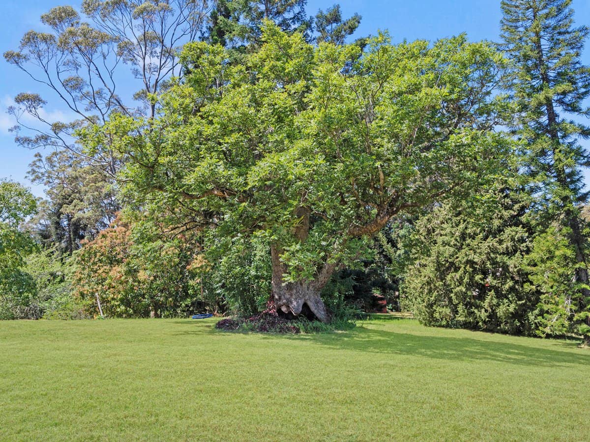 45-47 Alpine Terrace, TAMBORINE MOUNTAIN - Thumbnail 20