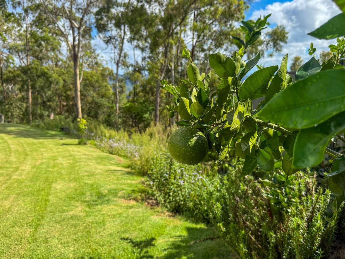 21 Wildflower Court, TAMBORINE MOUNTAIN - Thumbnail 18