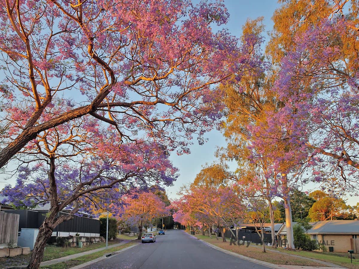 19 Tropical Drive, FOREST LAKE - Thumbnail 2