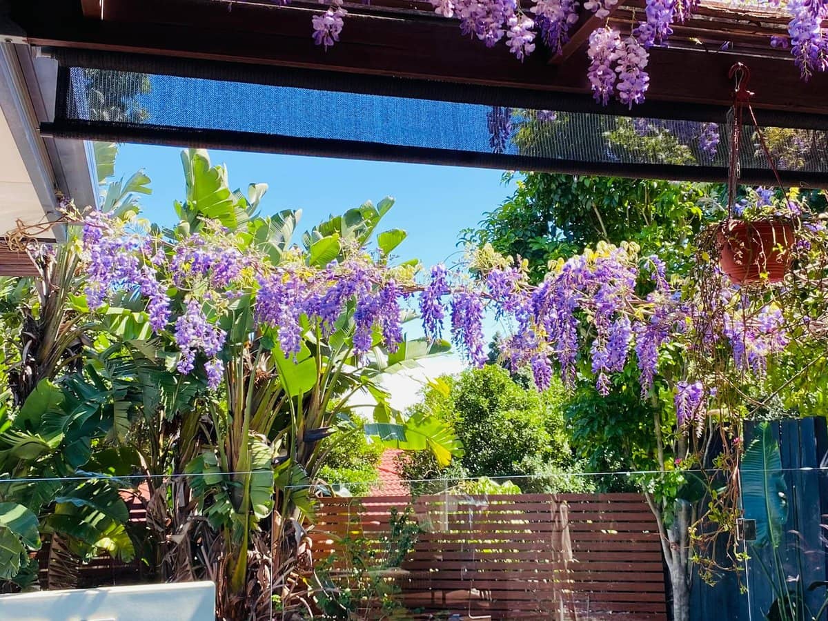 19 Tropical Drive, FOREST LAKE - Thumbnail 19