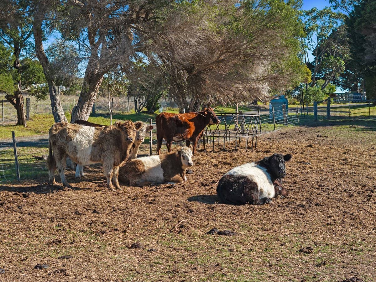 422 Ventnor Road, VENTNOR - Thumbnail 23