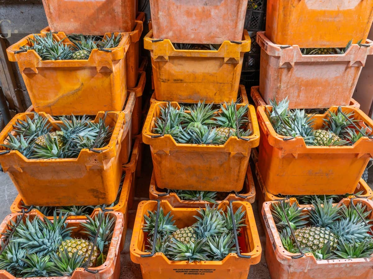 1207 Kandanga Creek Road, UPPER KANDANGA - Thumbnail 29