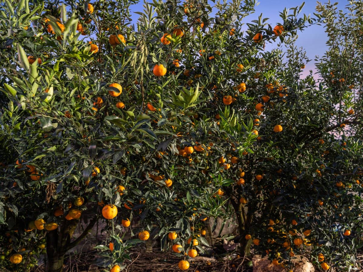 1207 Kandanga Creek Road, UPPER KANDANGA - Thumbnail 32