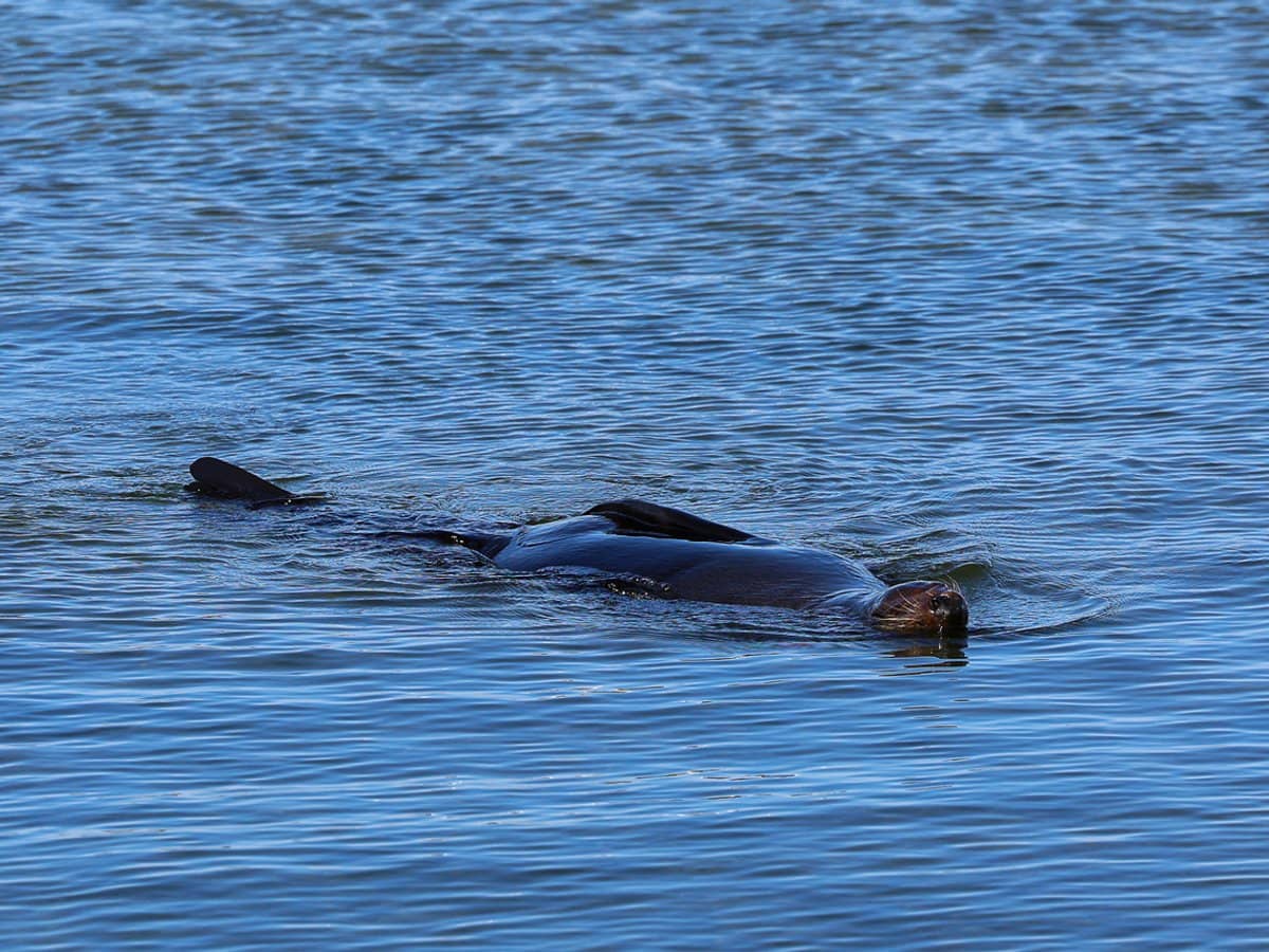 93 American River Road, HAINES - Thumbnail 28