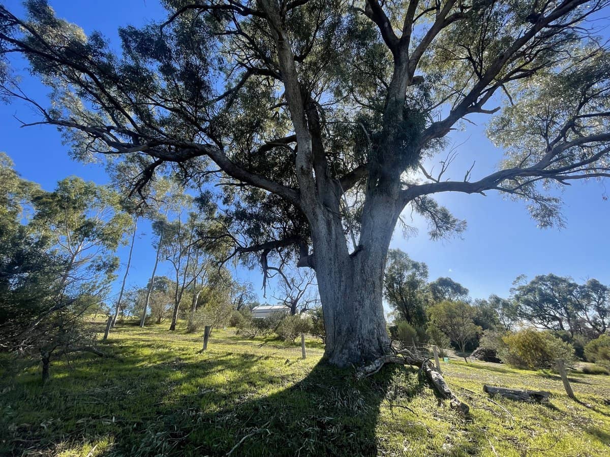 Doghill Road, BALDIVIS - Thumbnail 12