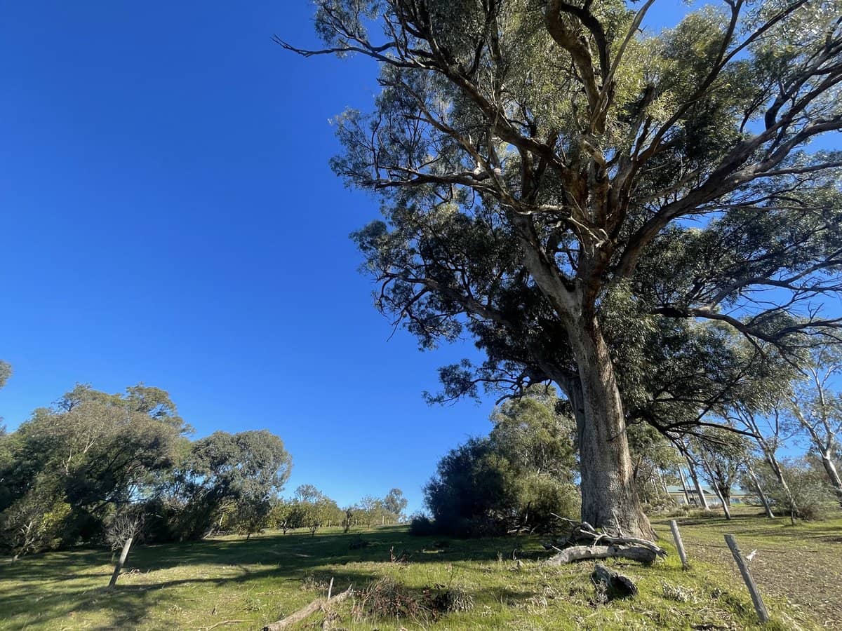 Doghill Road, BALDIVIS - Thumbnail 13
