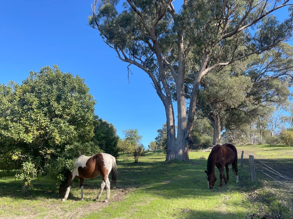 Doghill Road, BALDIVIS - Thumbnail 14