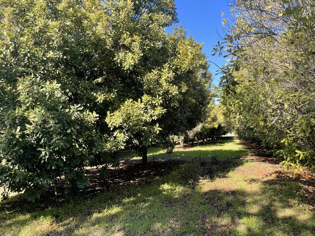 Doghill Road, BALDIVIS - Thumbnail 15