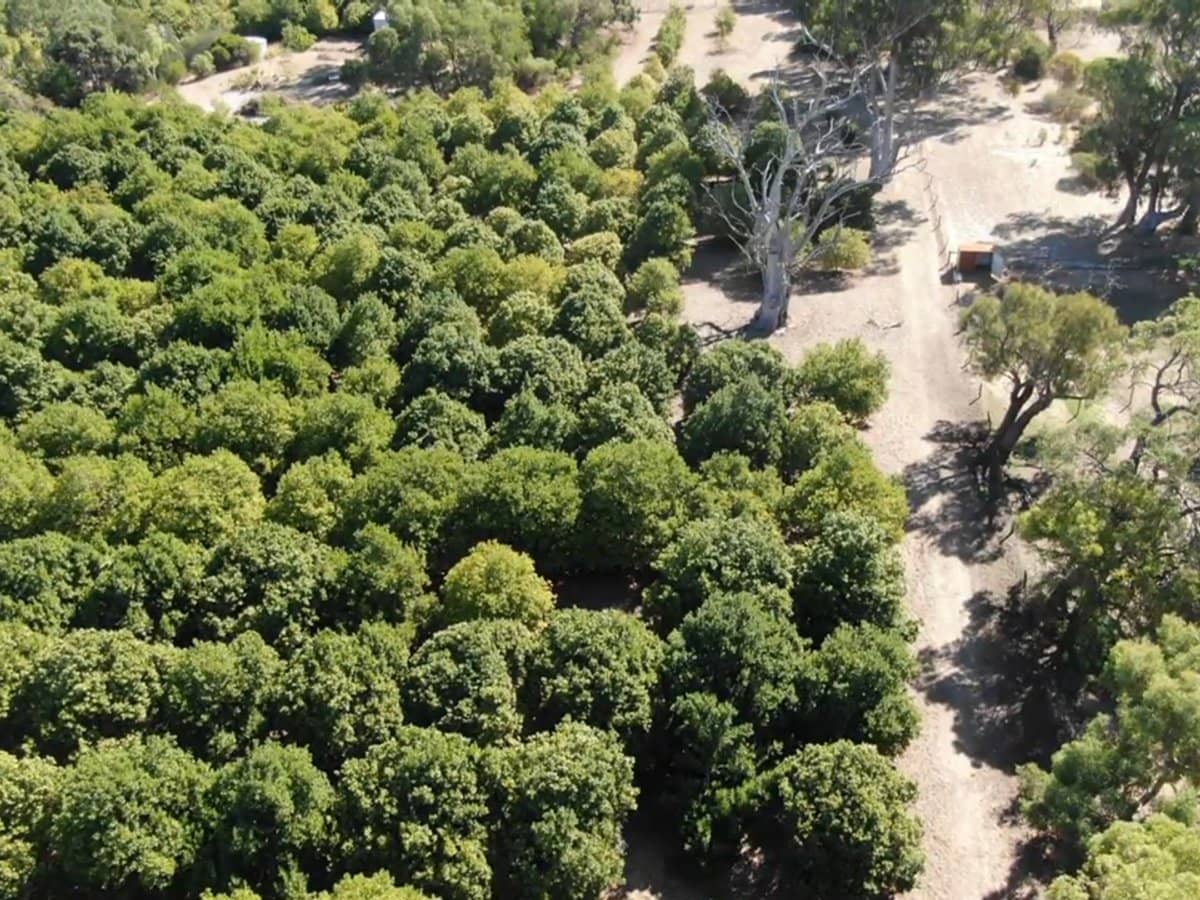 Doghill Road, BALDIVIS - Thumbnail 18