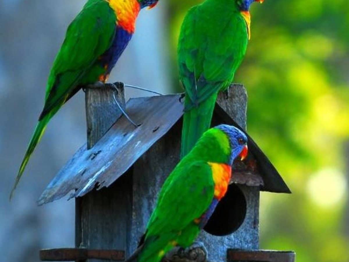 210-220 Macdonnell Road, TAMBORINE MOUNTAIN - Thumbnail 10