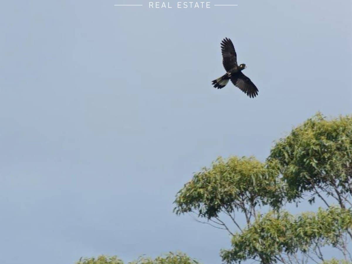 210-220 Macdonnell Road, TAMBORINE MOUNTAIN - Thumbnail 11