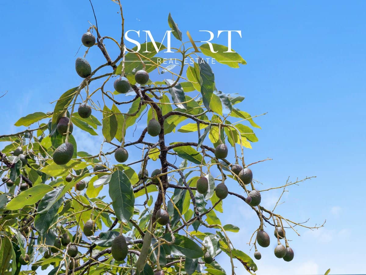 210-220 Macdonnell Road, TAMBORINE MOUNTAIN - Thumbnail 10