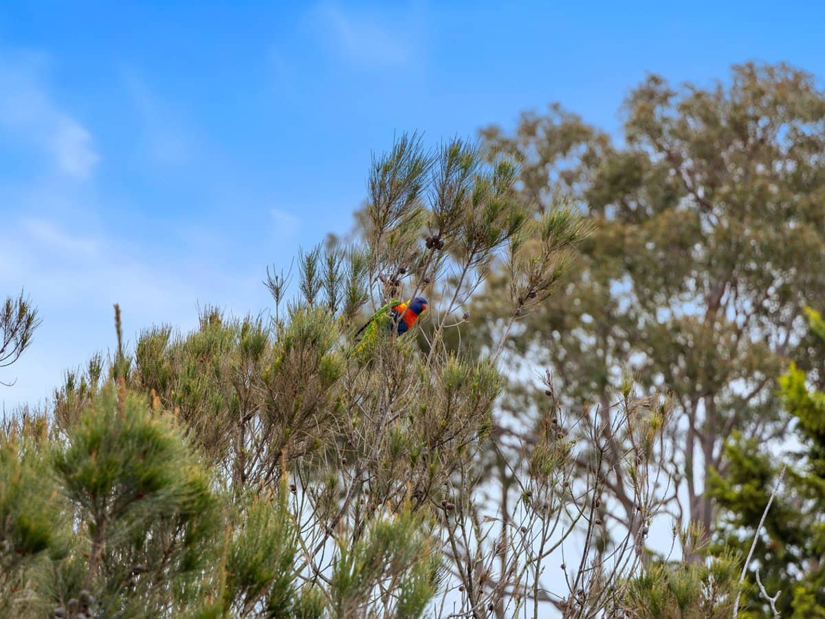 42 Murawa Drive, ROSEBUD - Thumbnail 23