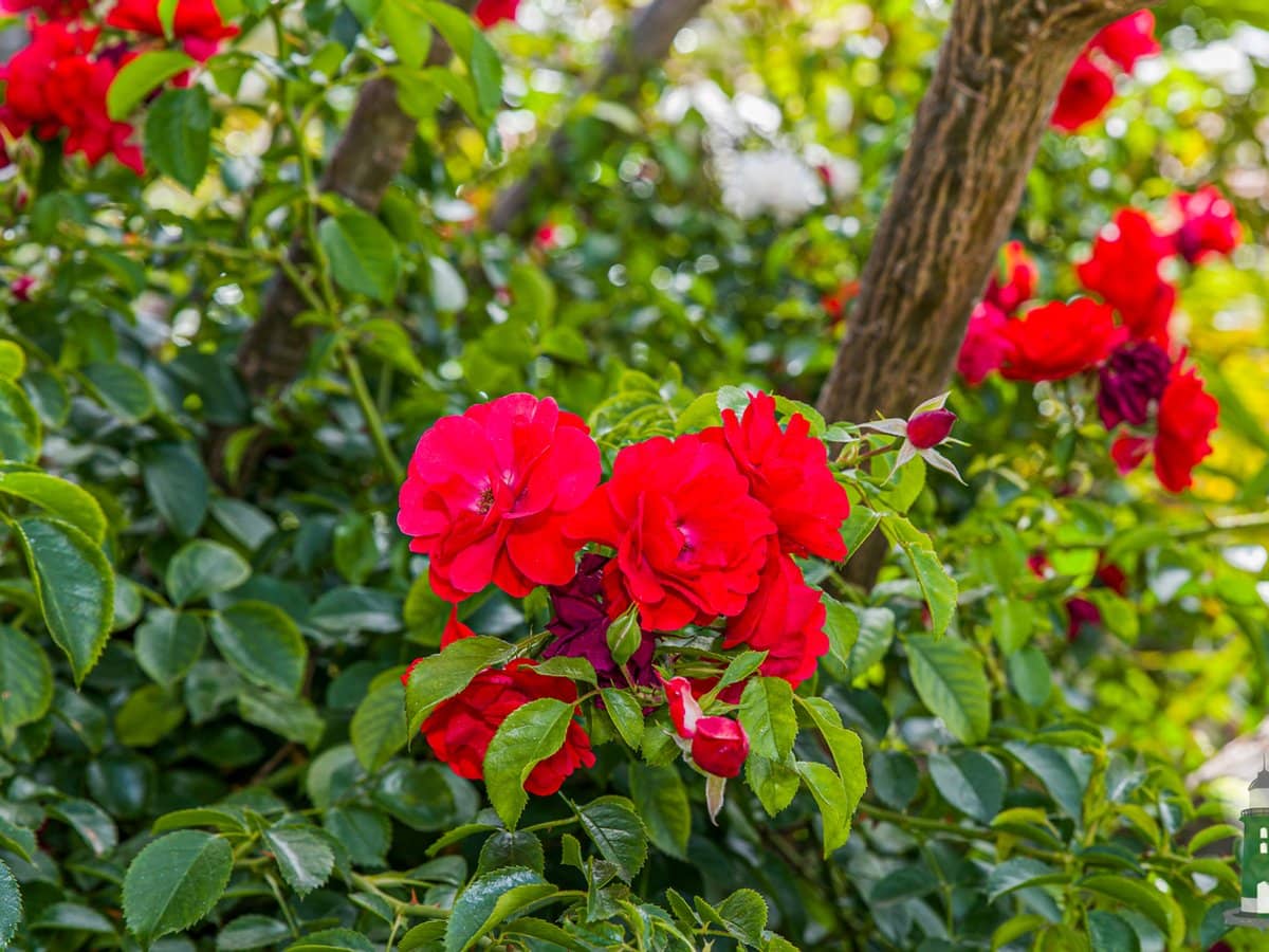 21 Weld Square West, MORLEY - Thumbnail 30