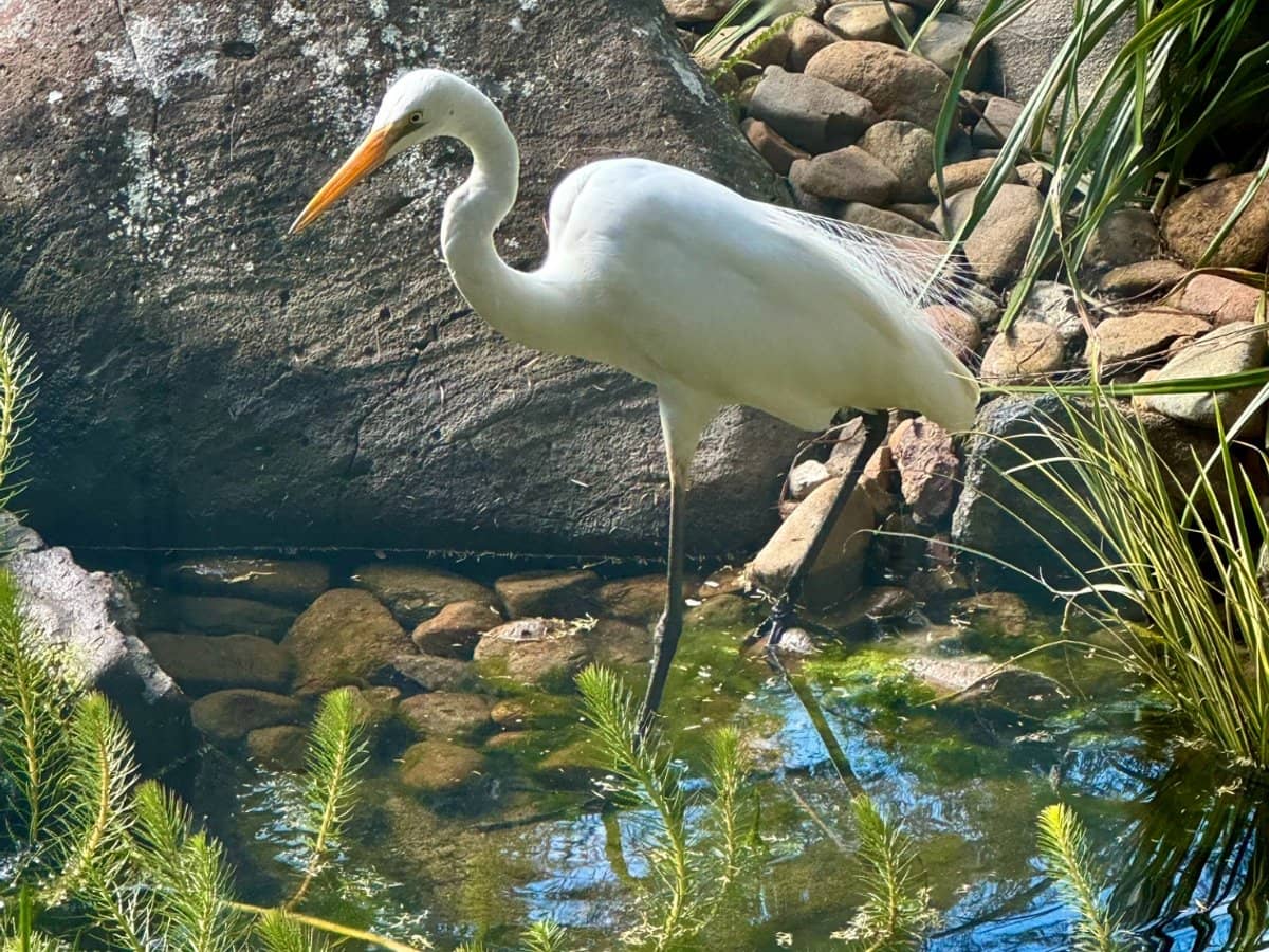 4 Kaira Lane, CURRUMBIN VALLEY - Thumbnail 4