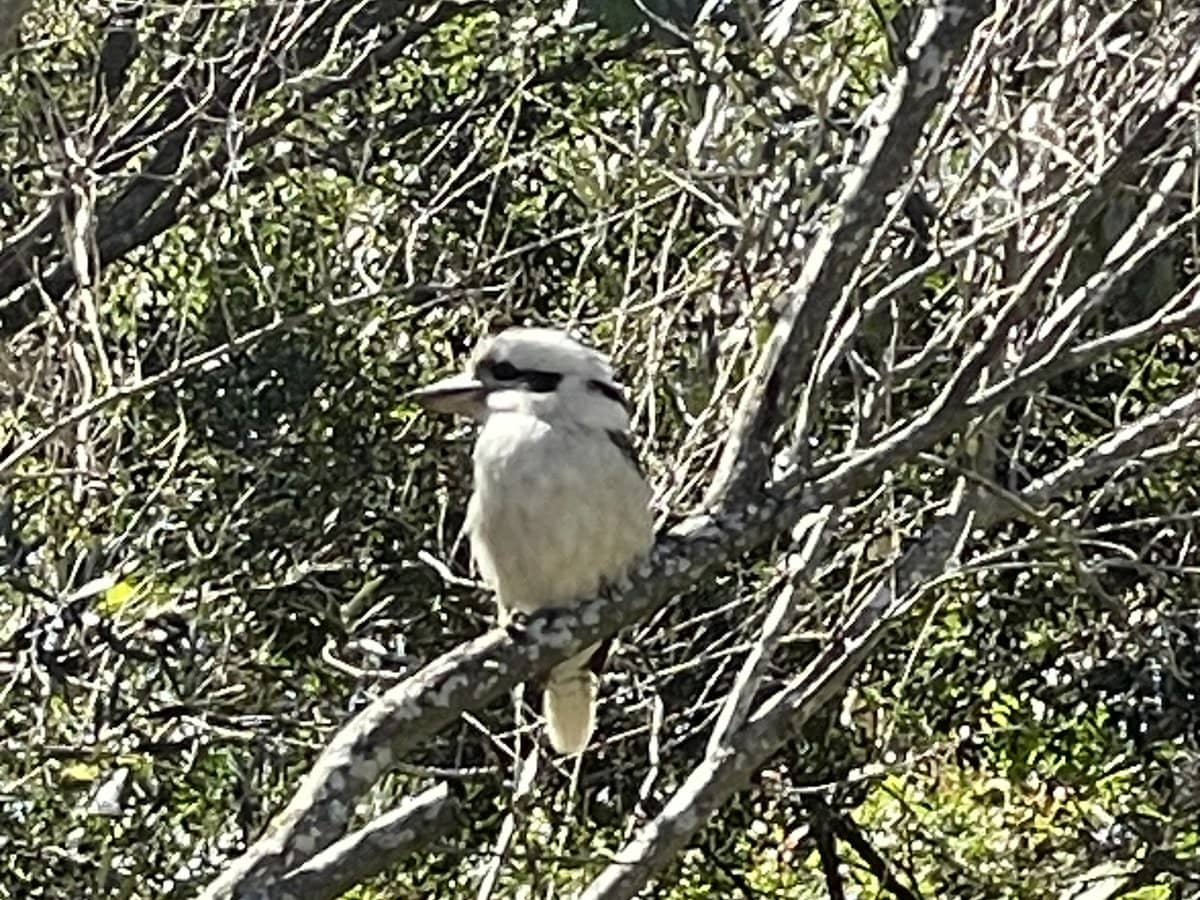 4 Kaira Lane, CURRUMBIN VALLEY - Thumbnail 21