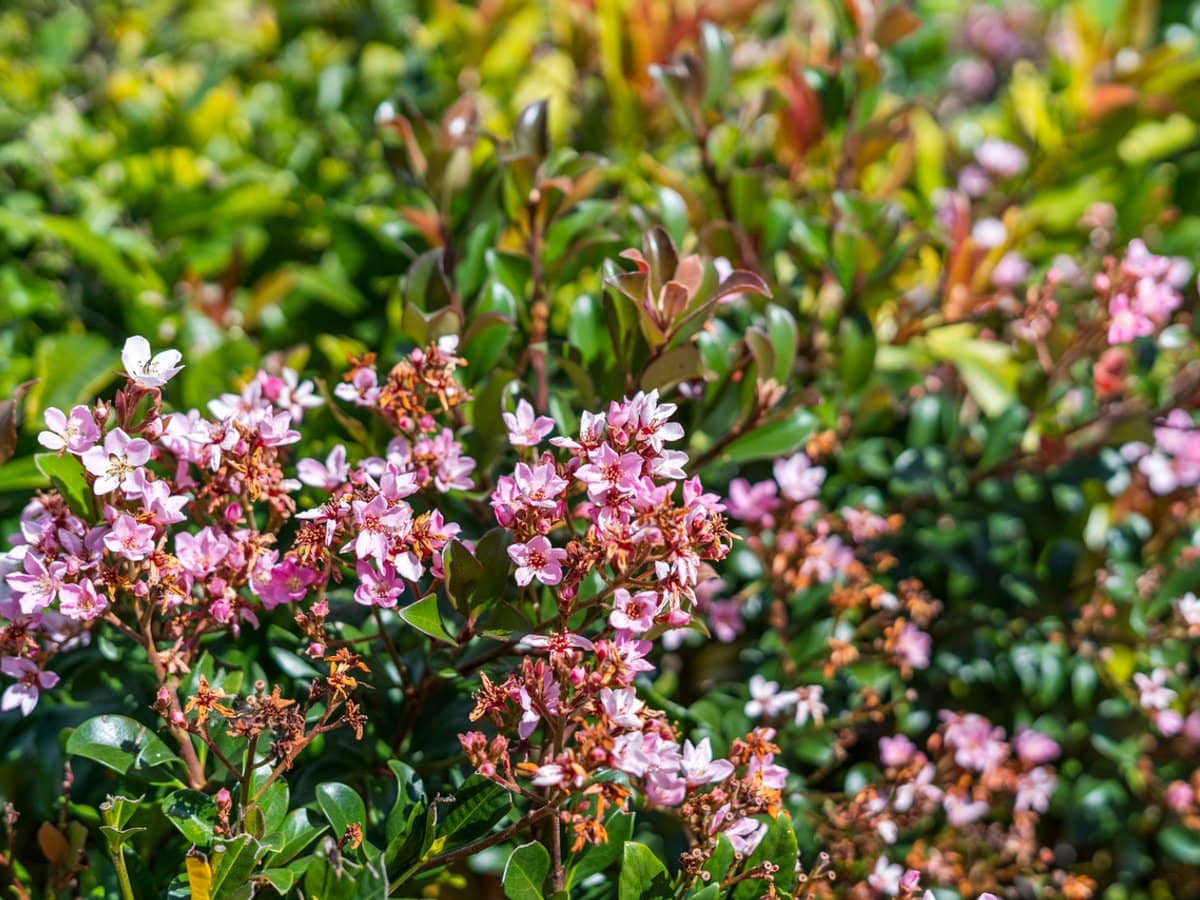 24 Evergreen Street, ORMISTON - Thumbnail 22