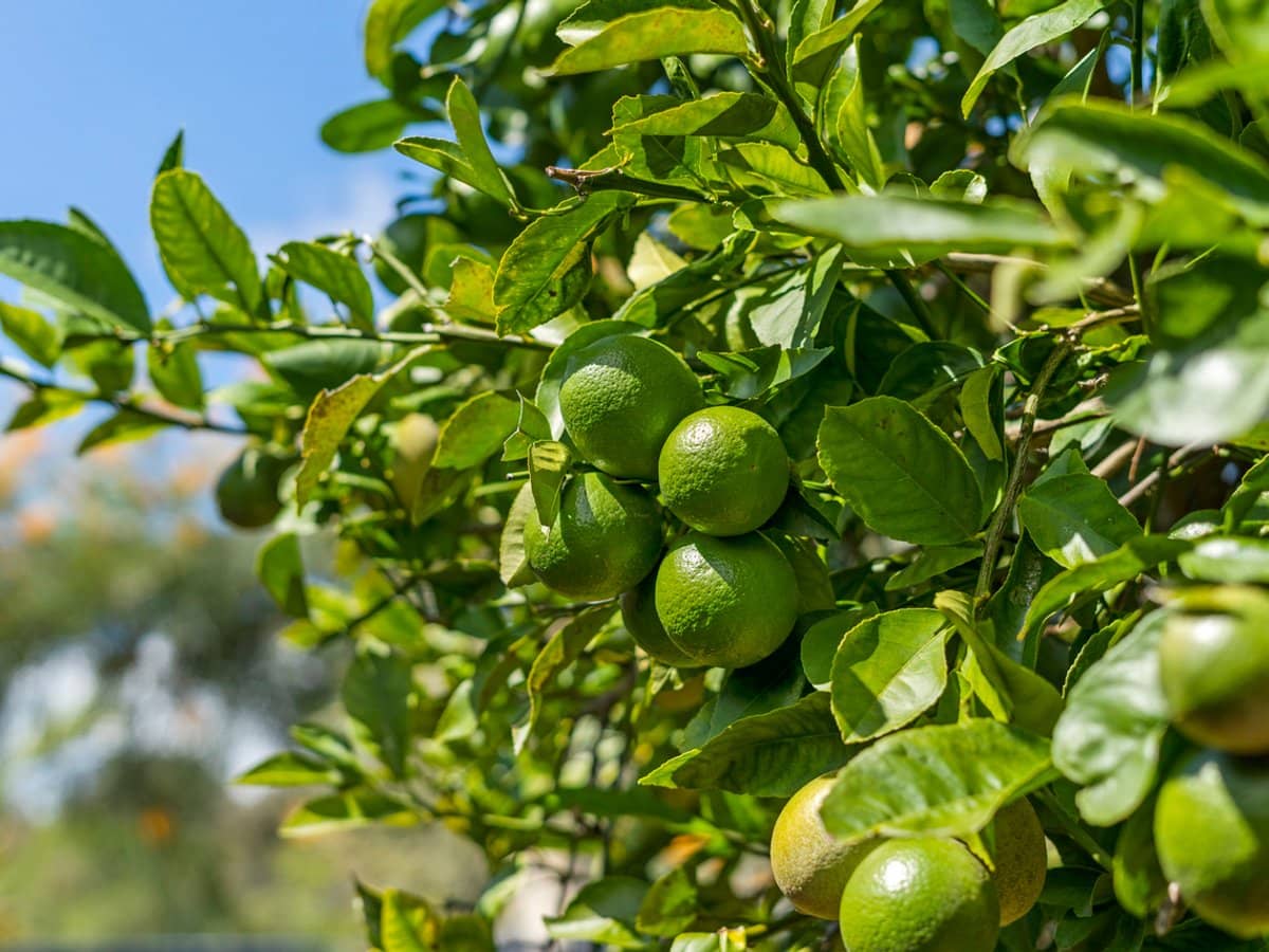 24 Evergreen Street, ORMISTON - Thumbnail 23