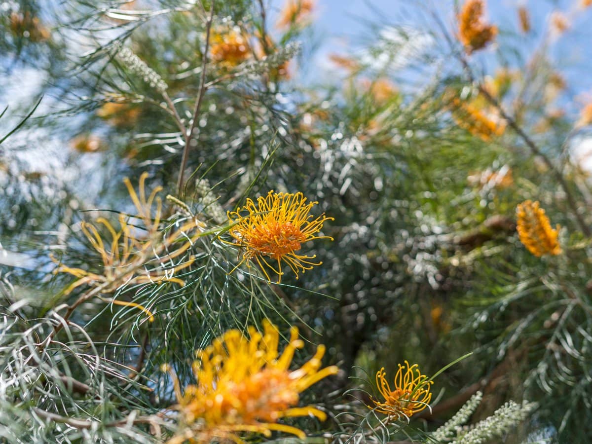 24 Evergreen Street, ORMISTON - Thumbnail 24