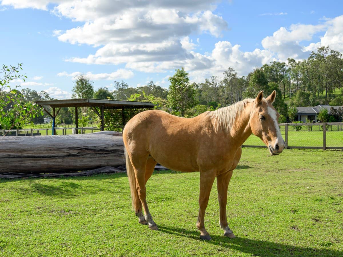 16-32 Alluring Court, JIMBOOMBA - Thumbnail 28