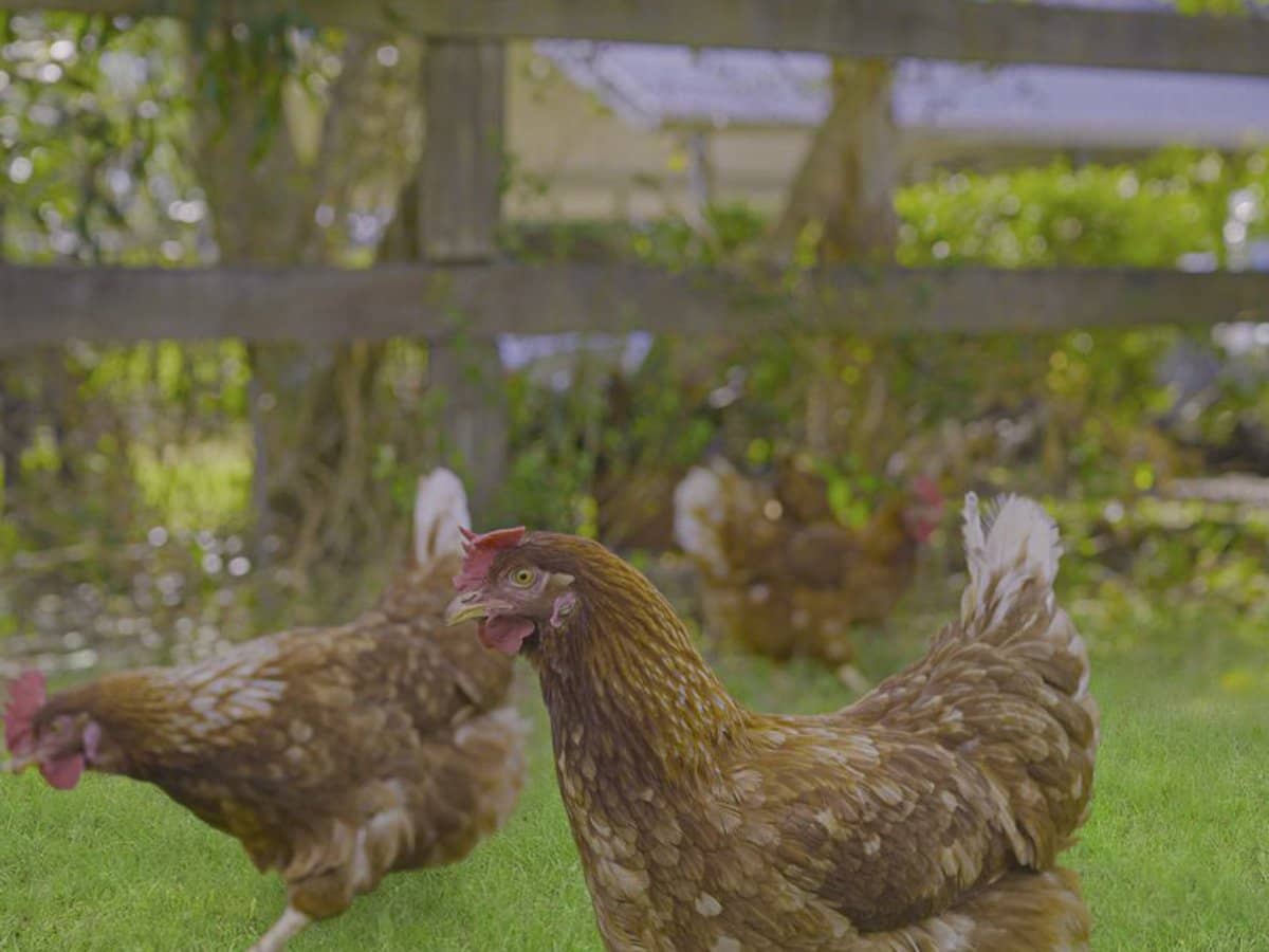 2733 Beaudesert Nerang Road, Wonglepong - Thumbnail 21