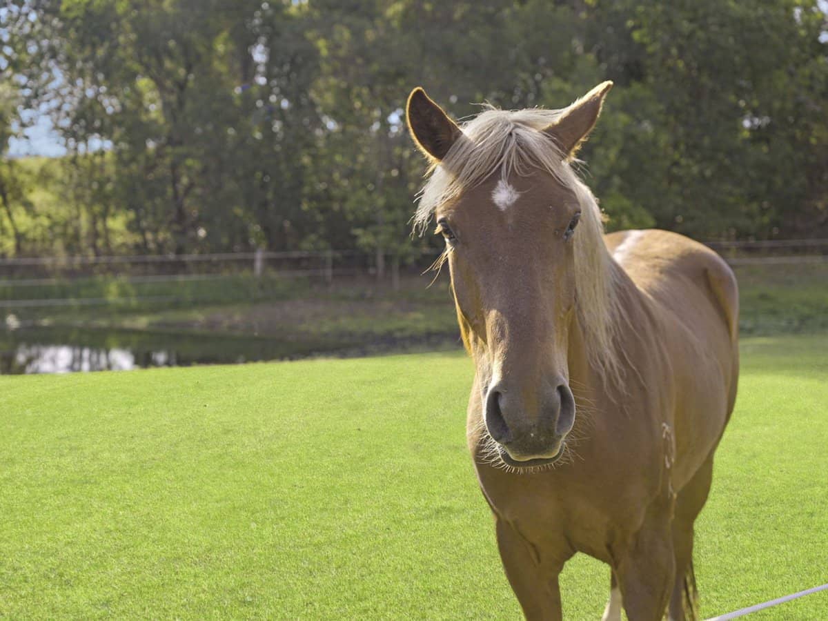 2733 Beaudesert Nerang Road, Wonglepong - Thumbnail 23
