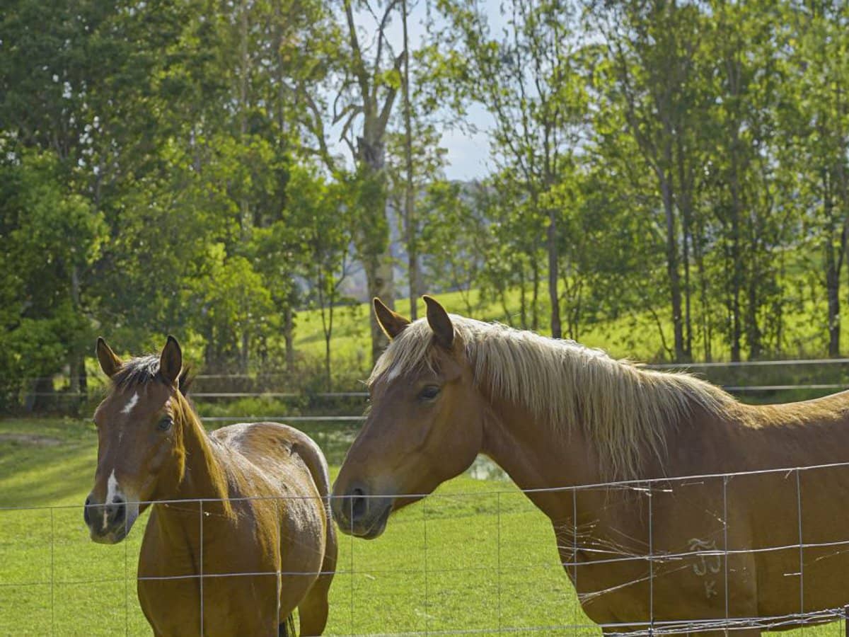 2733 Beaudesert Nerang Road, Wonglepong - Thumbnail 24