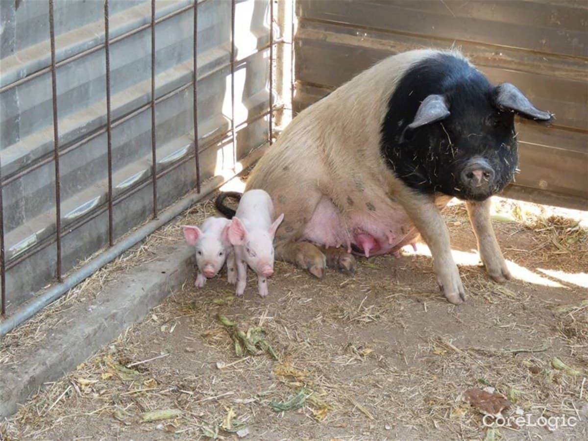 785 Toms Creek Road, ELLENBOROUGH - Thumbnail 12