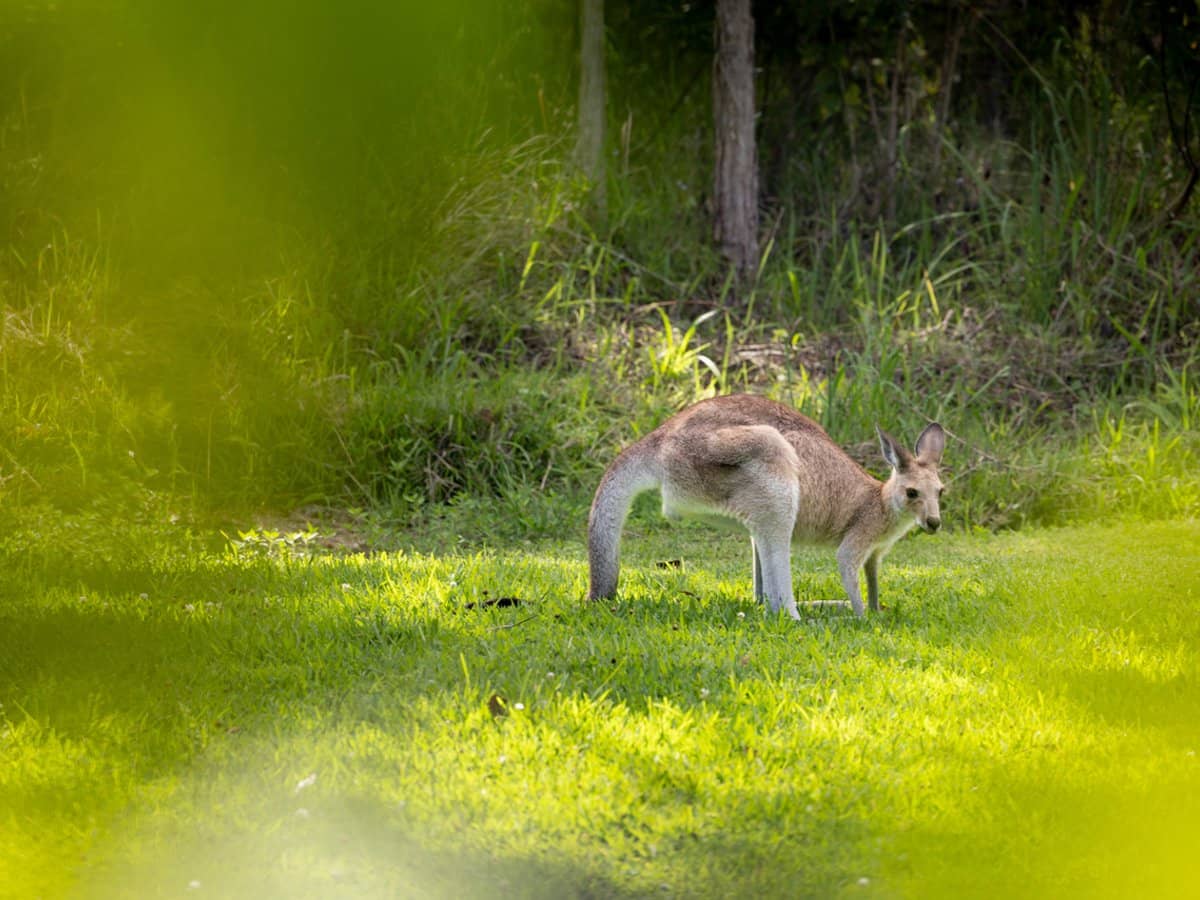 97 Lake Weyba Drive, NOOSAVILLE - Thumbnail 23